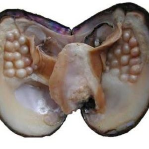 Meet your Posher, Faye